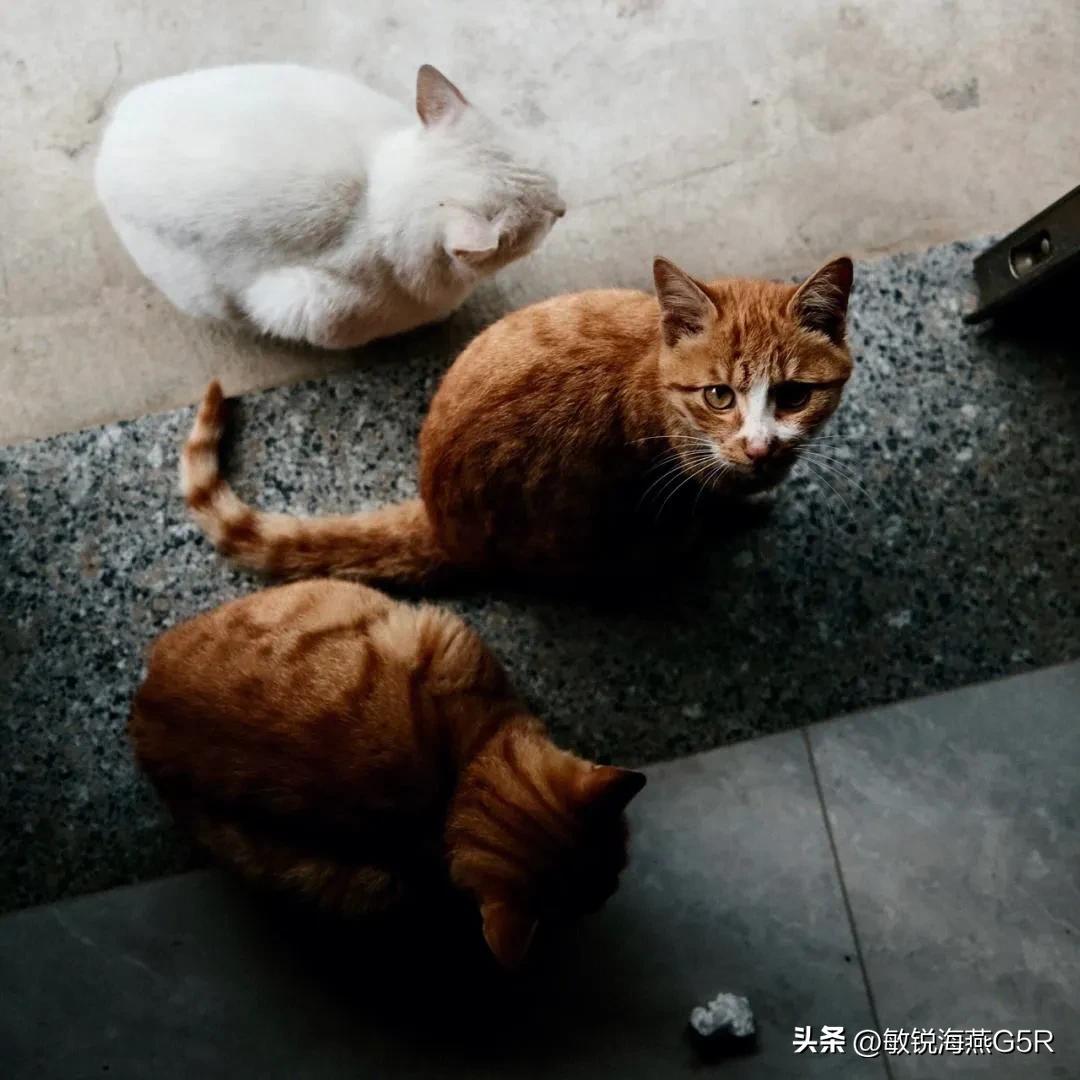 经常喂的流浪猫把人咬伤了,用负责吗?