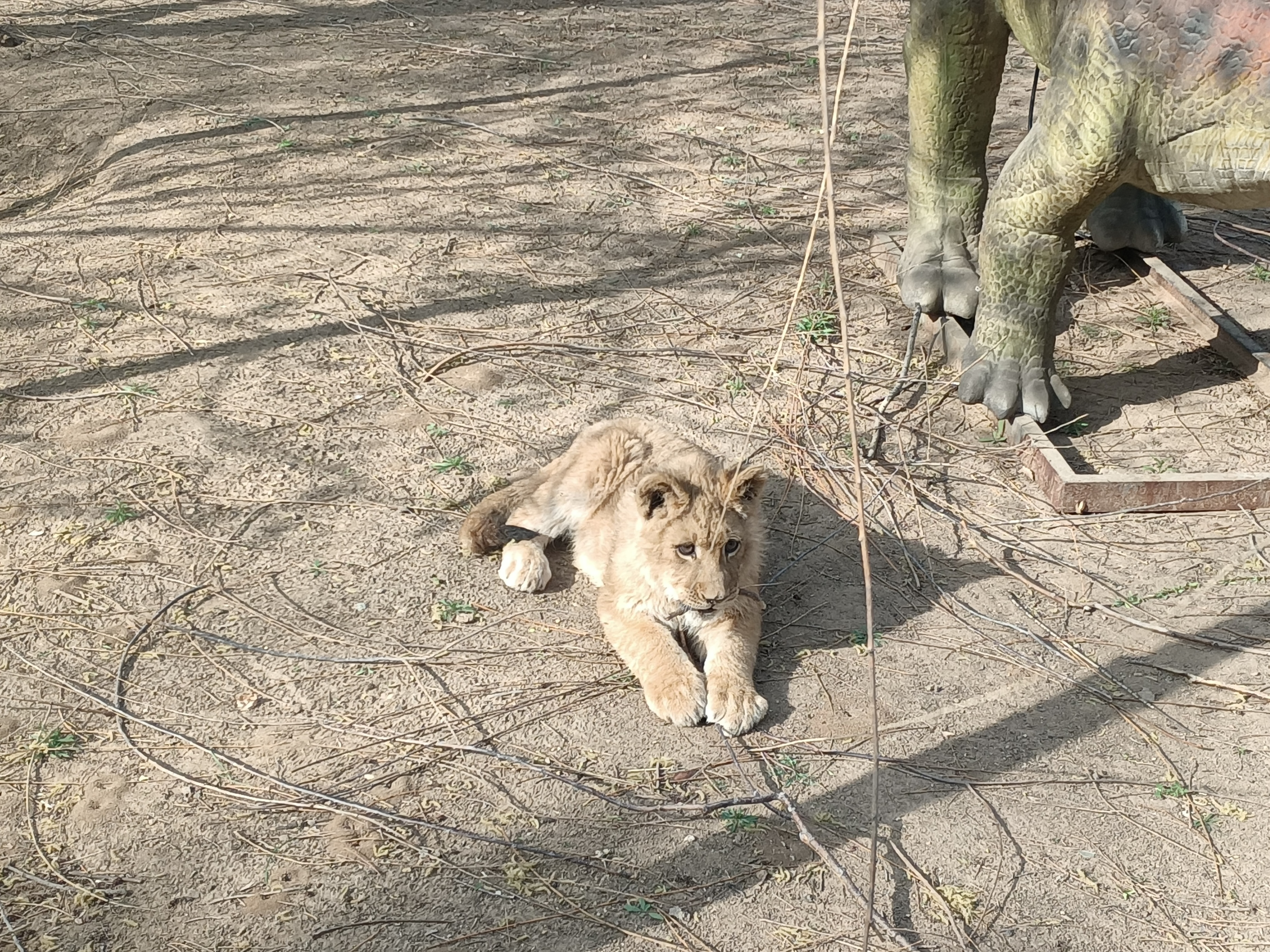 包头市动物园在哪里,包头劳动公园动物园