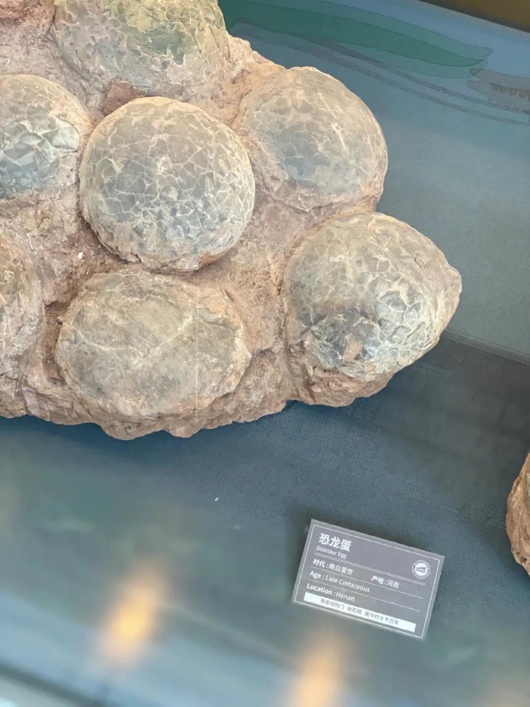 墨西哥展示外星人尸体,墨西哥公布外星人尸体