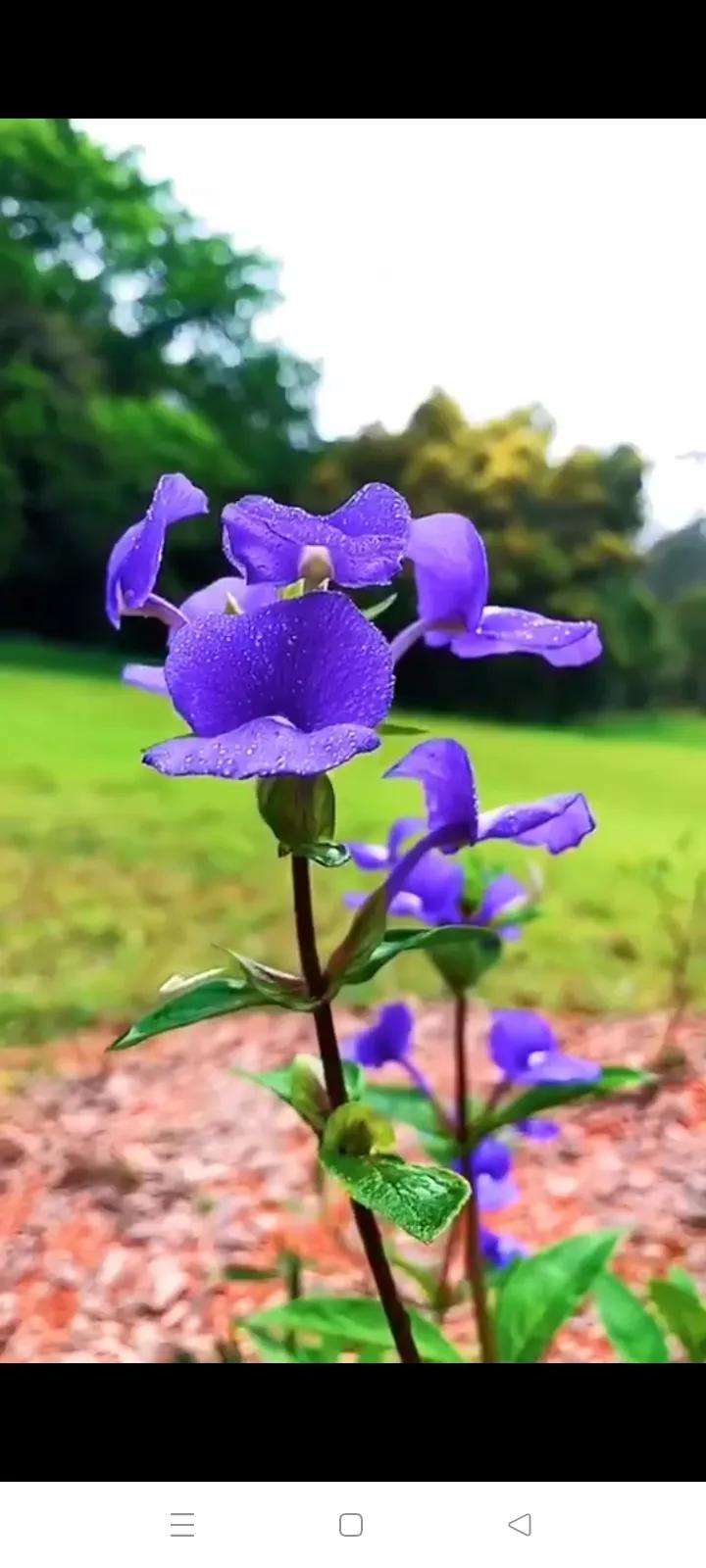 你的生日对应的是哪种生辰花,你的生日对应哪种花