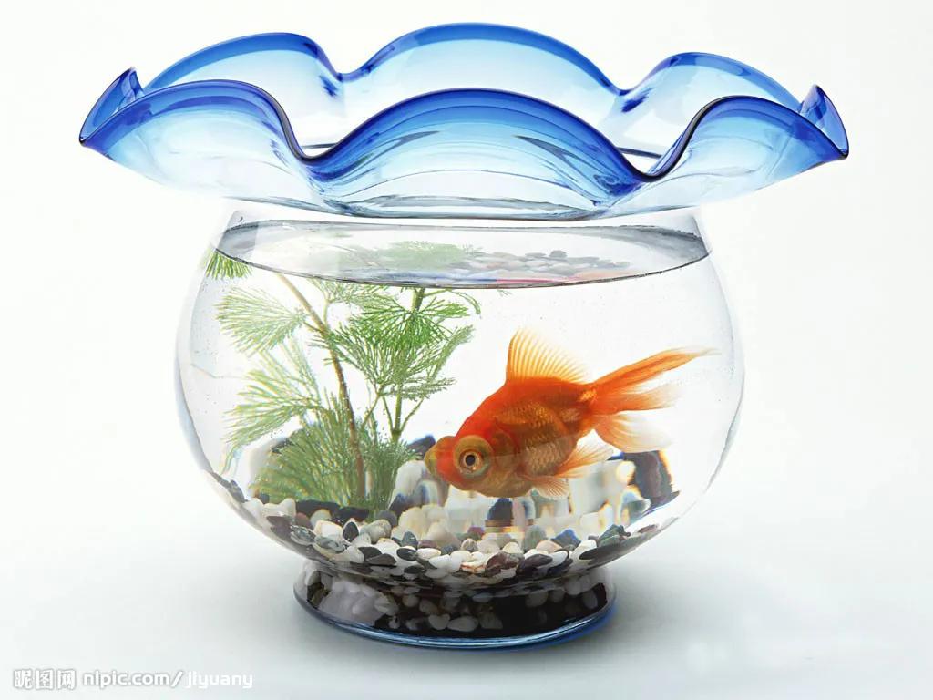 岁月随想之快乐的鱼