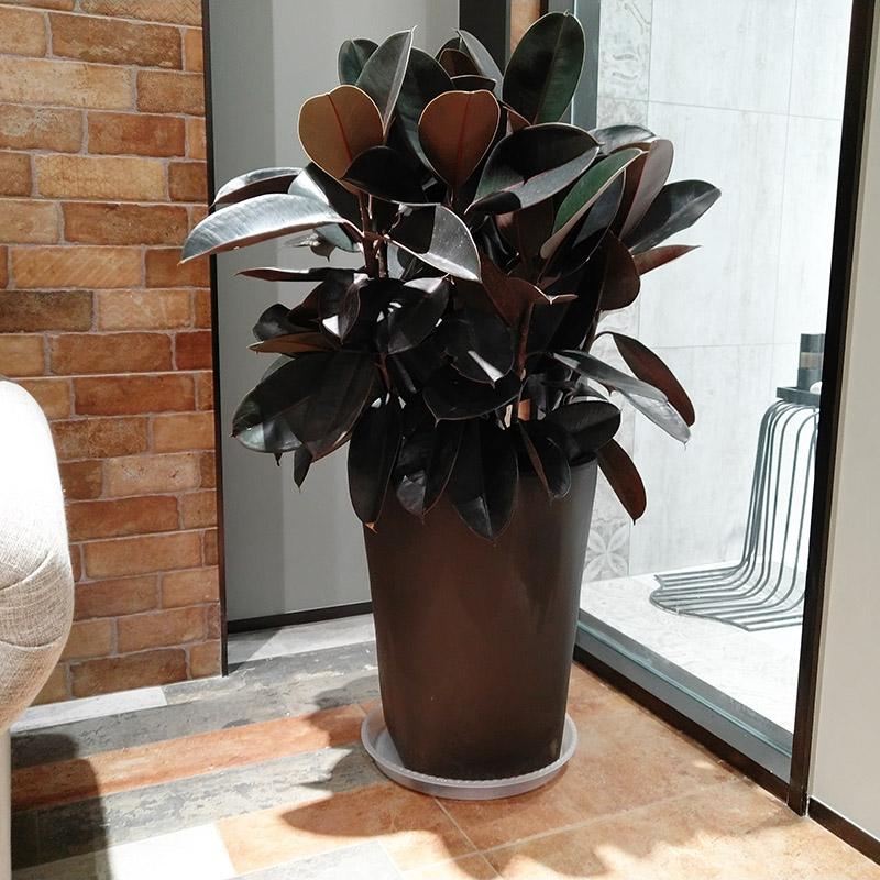 6种植物能快速出效果,哪种木本植物最好养