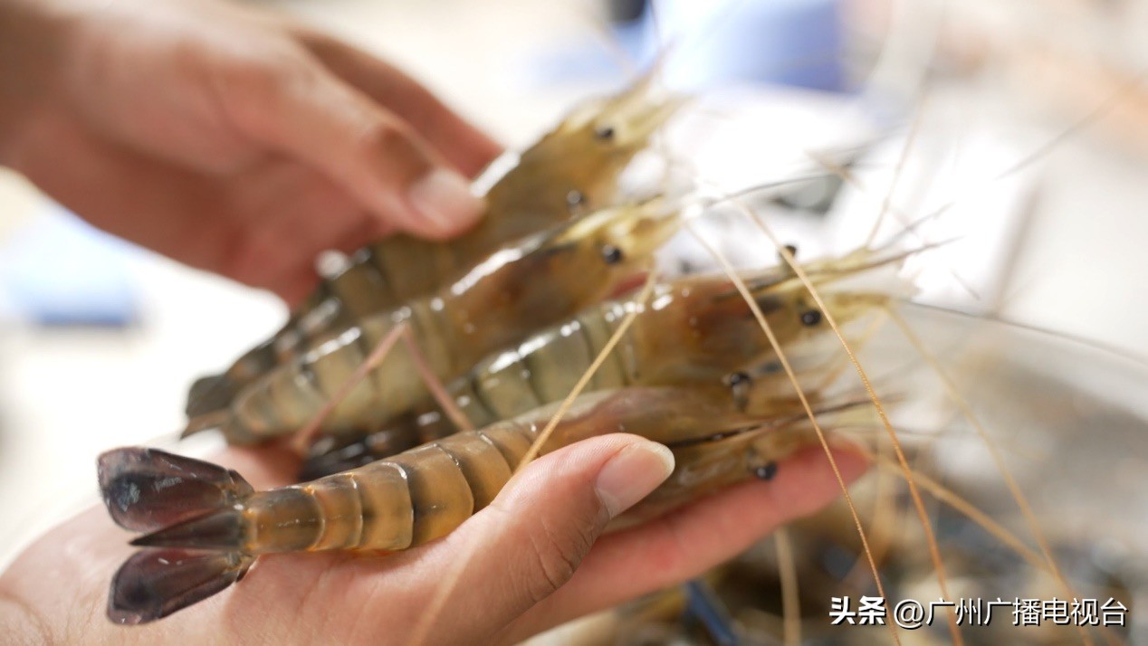 蒜蓉罗氏虾广州,广州特色罗氏虾