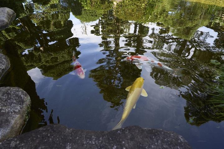 日本10月1日旅游攻略,日本京都五日自由行攻略