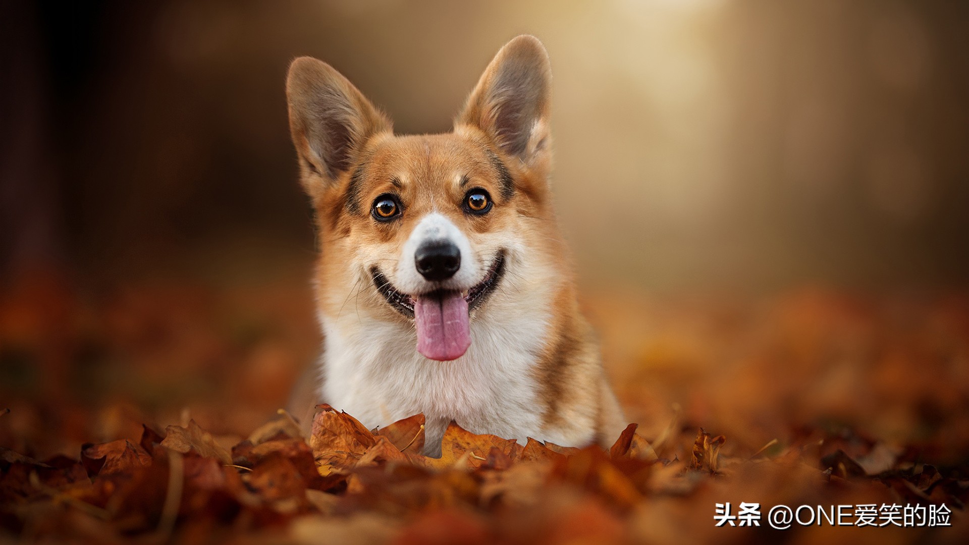 掉毛少的中大型狗狗品种,哪些品种的狗狗不掉毛