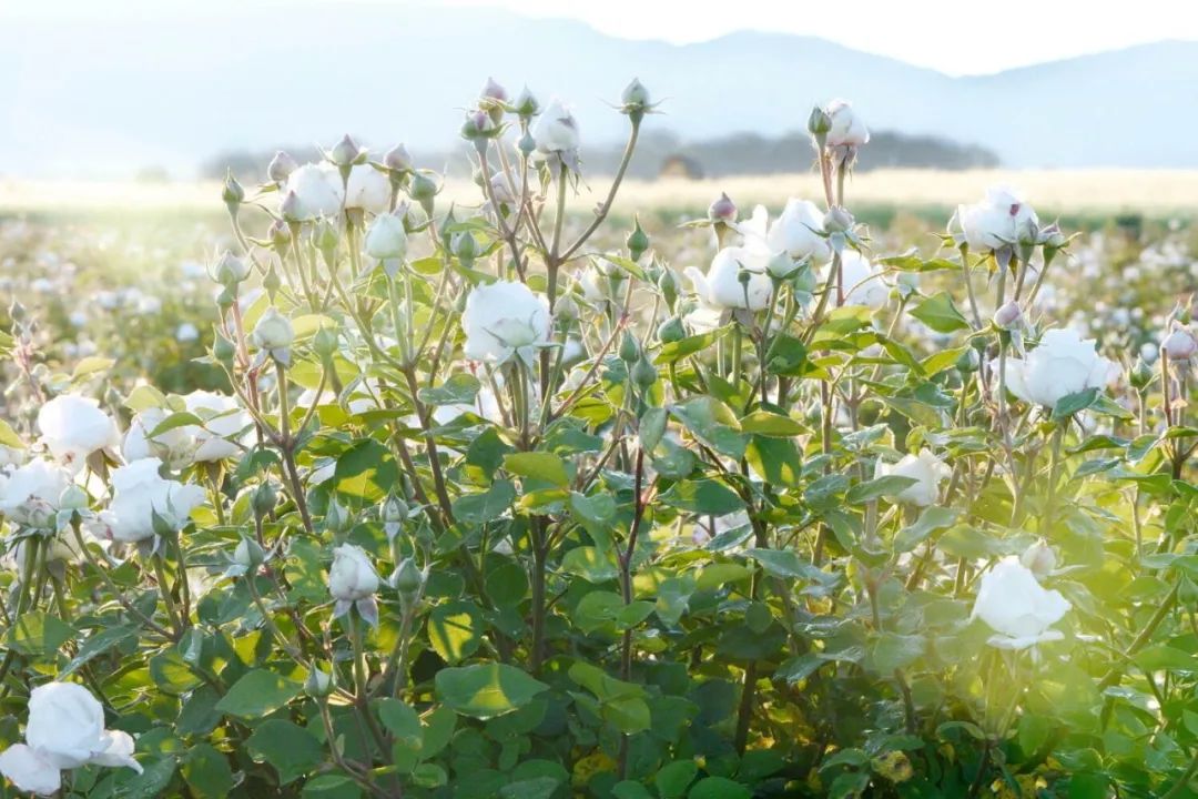 兰蔻菁纯眼精华秒杀,兰蔻菁纯臻颜玫瑰精萃水150ml价格
