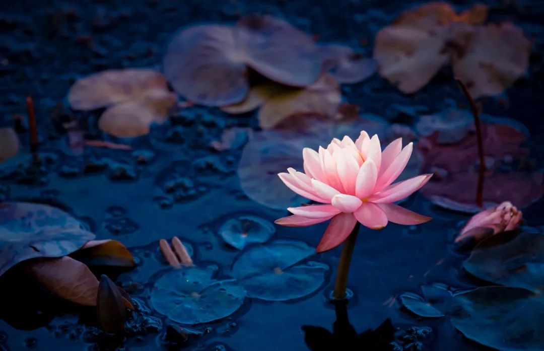 感悟人生夜深人静的经典诗词,此生必读的8首时光诗词