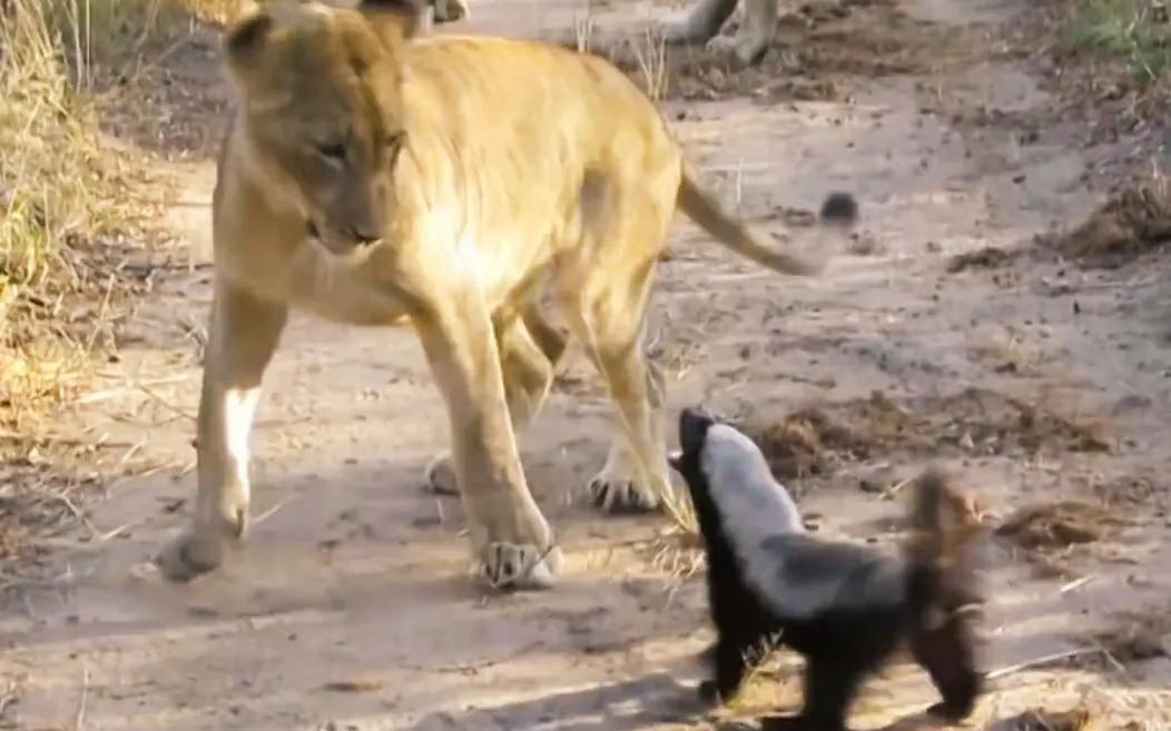 蜜獾不大但敢与狮子鬣狗抗衡,蜜獾的撕咬能力和防御能力