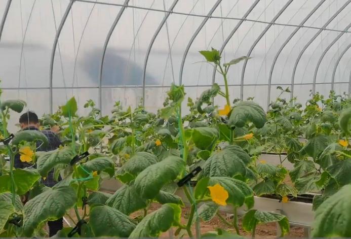 蔬菜苗黄叶如何施肥,蔬菜施肥过多烧苗怎么补救