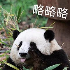 谁懂啊！回南天的养狗人家，惨过住鸡圈！pang臭！