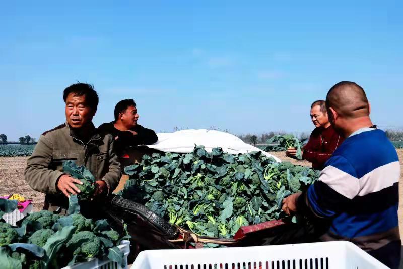 扶沟：“中原菜都”的乡村振兴富民曲