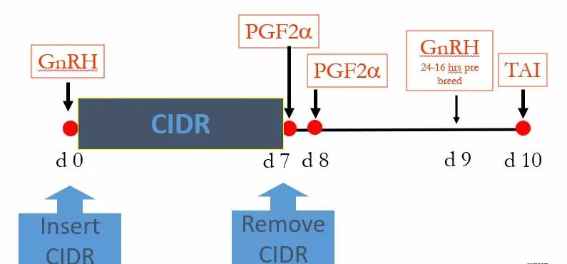 奶牛如何提高受孕率,奶牛排卵的症状