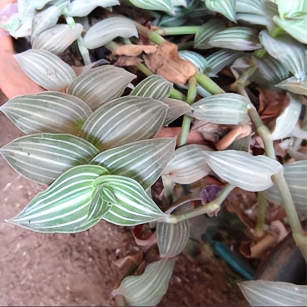 102个大类近500个多肉植物图片，都极其美丽，建议在家中也养一盆