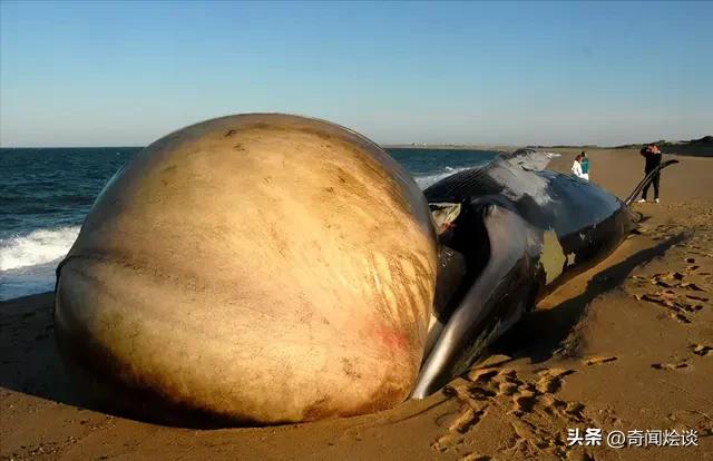 凶残的动物捕猎现场,盘点动物捕猎瞬间的迷惑行为