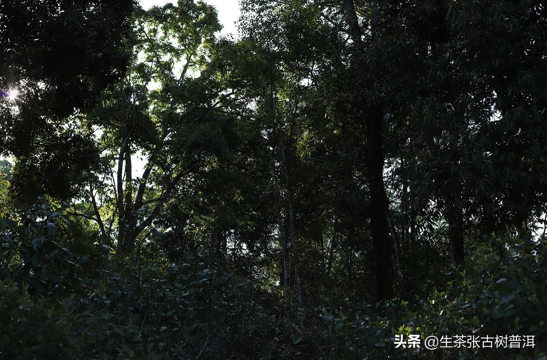 普洱茶各个产区的特点,临沧普洱茶主要产区及特点