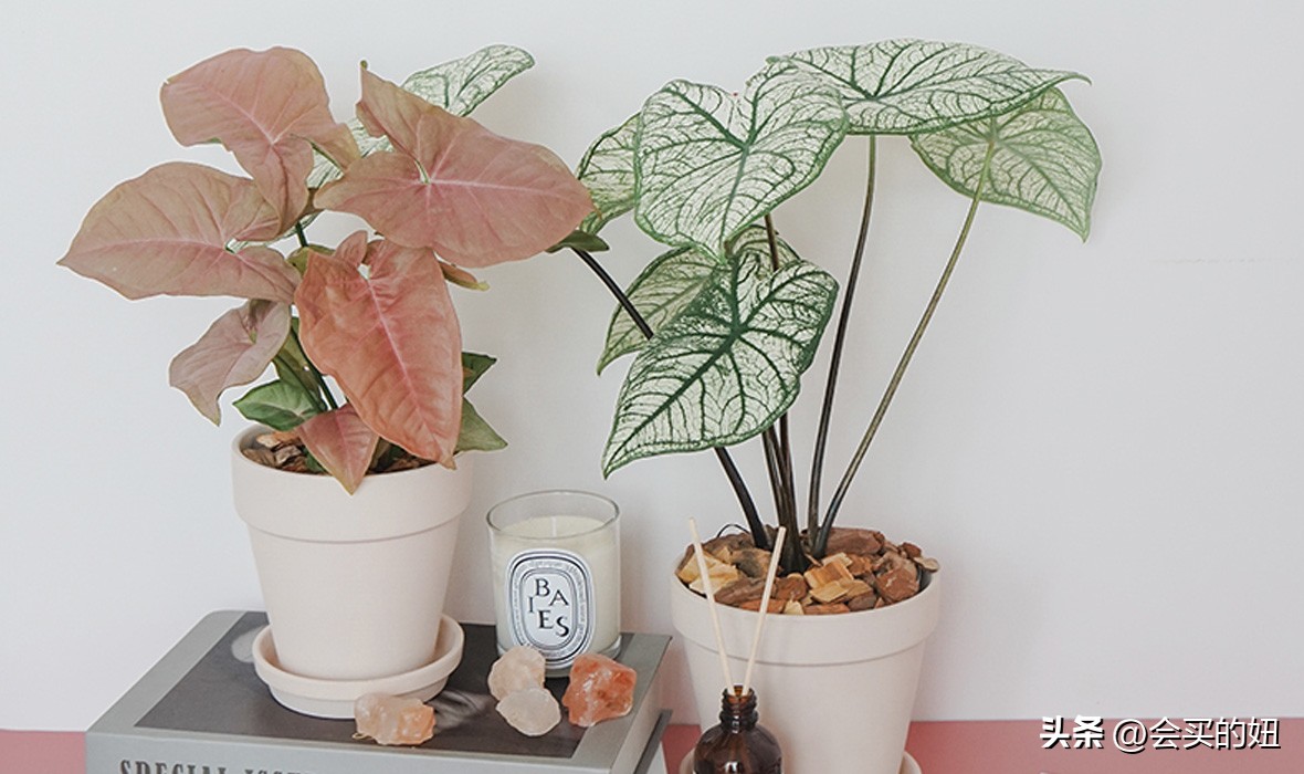 价格便宜且又有实用价值的绿植,家里值得买的绿植
