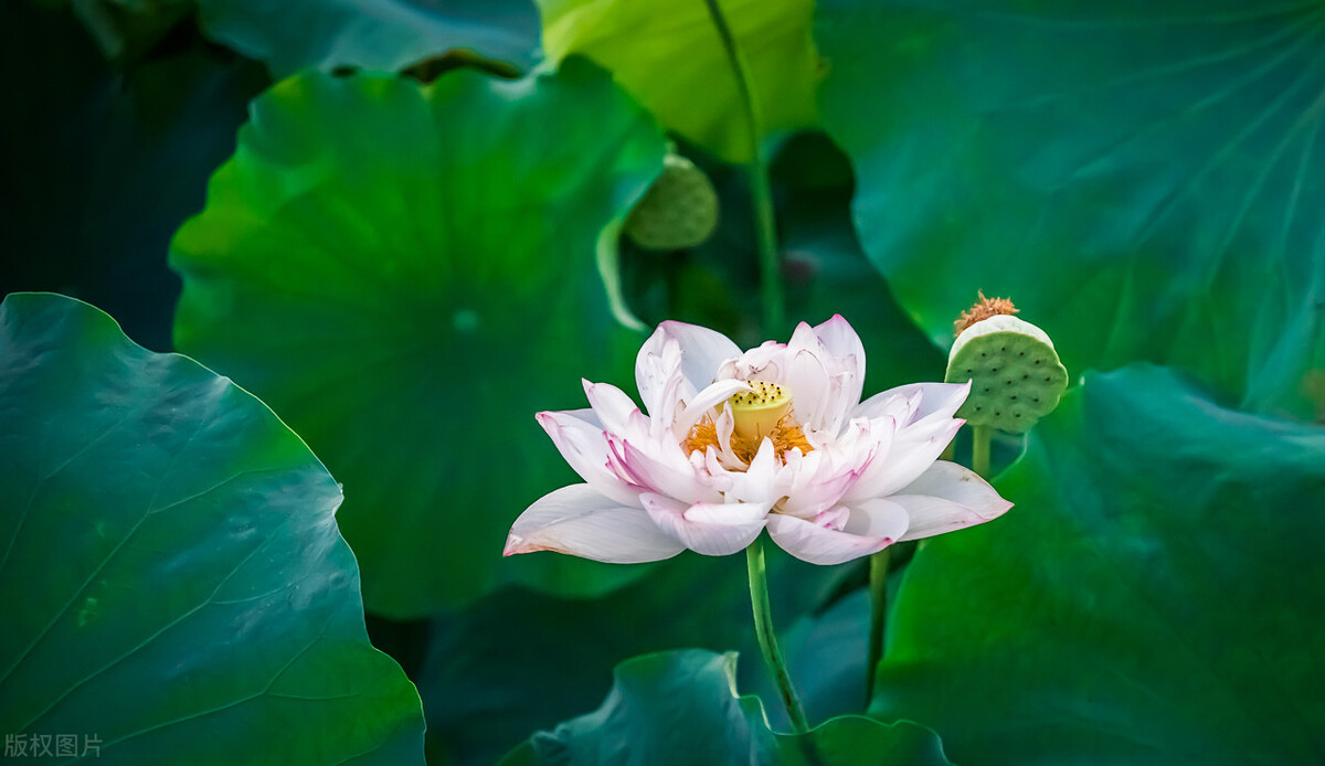 关于荷花的一些简短诗句,与荷花有关的诗句十篇