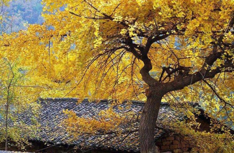 黄石市哪个地方看红叶最好,黄石附近夜景游玩景点推荐