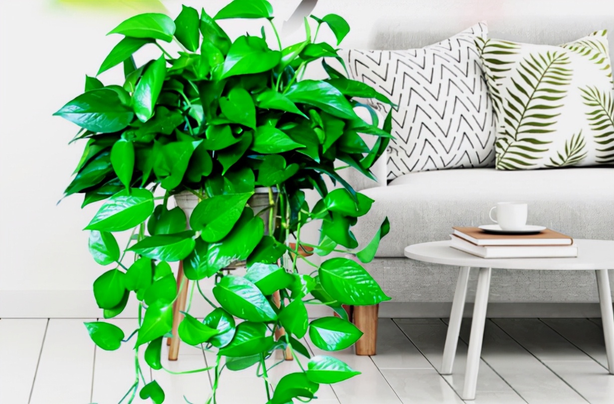 一个房间放几盆绿萝去甲醛,200平米房间放多少绿萝可以去甲醛