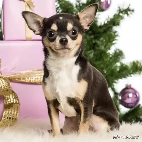 狗的种类常见宠物狗的品种及特点,宠物狗种类及特点