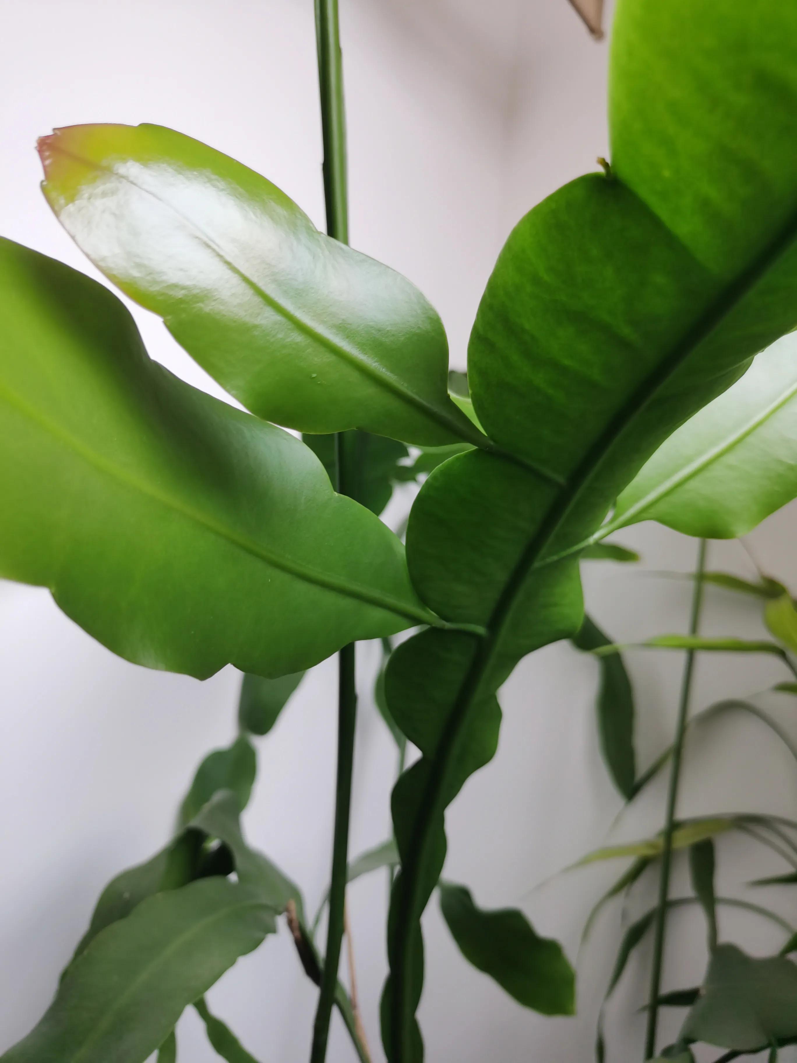 月下美人昙花一现,月下美人昙花苗