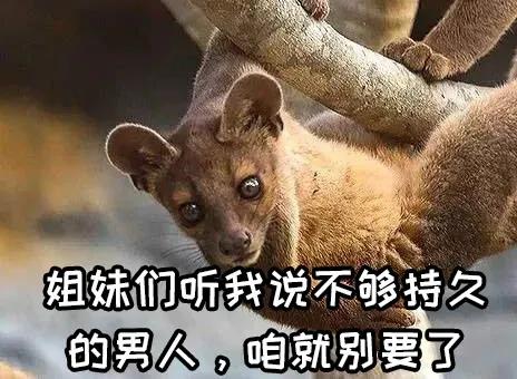 动物交，配时间表，最短0.3秒，最长的竟然是……