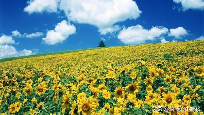 客观理性看待新冠,新冠如此严重该如何收场