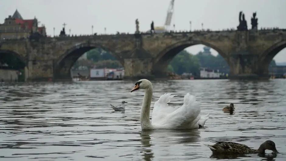 七七事变对联,七七事变写对联