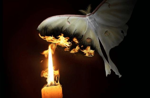 飞蛾在身边飞预示什么,为什么飞蛾会在电灯下飞