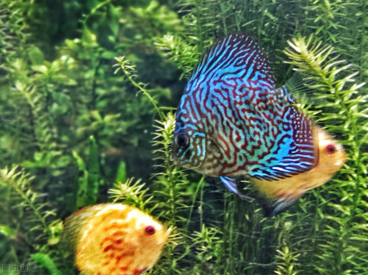 养七彩神仙鱼怎么调节水质,七彩神仙鱼怎么养怎么换水