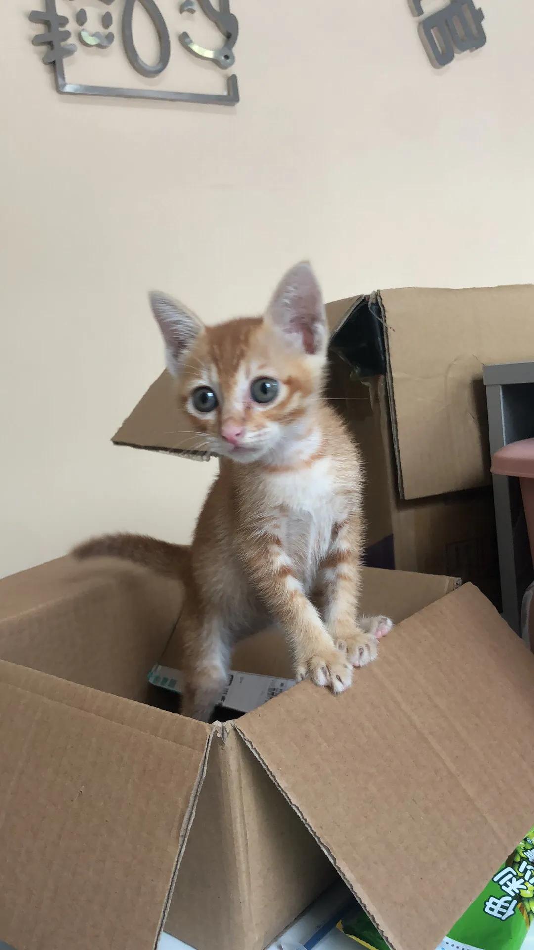 猫毛吸入肺部有什么危害,猫毛吸多了肺会怎样