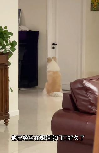 驴得水小朋友是智障猫吗,全网公认的智障猫怕水