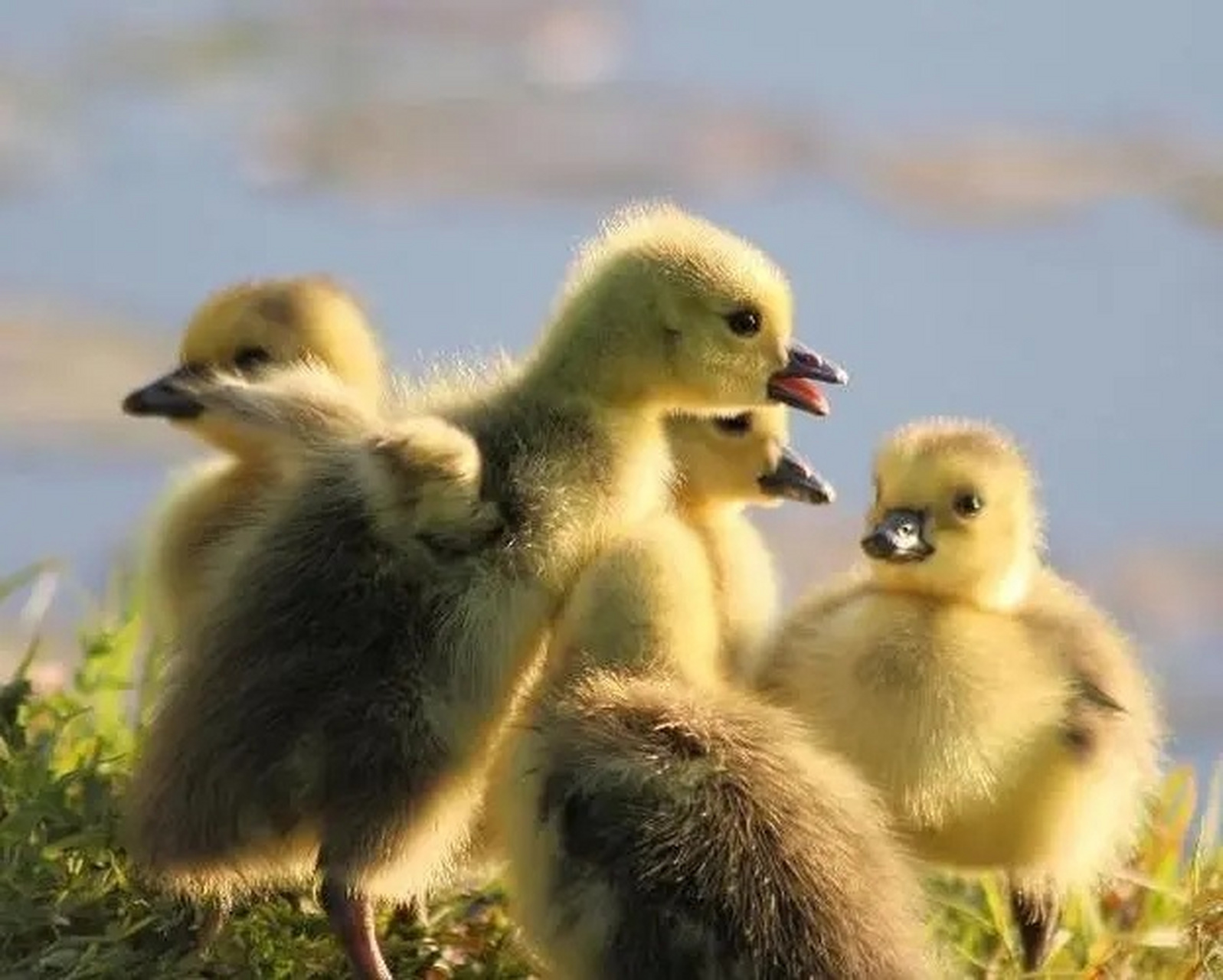 小鹅之间互相啄毛怎么办,10天的小鹅互相啄毛怎么解决