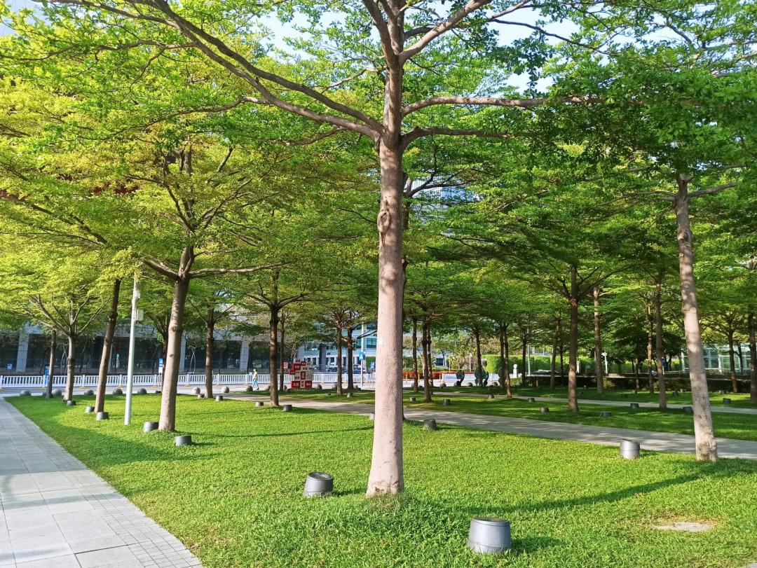 景观草坪如何搭配,庭院景观草坪种类