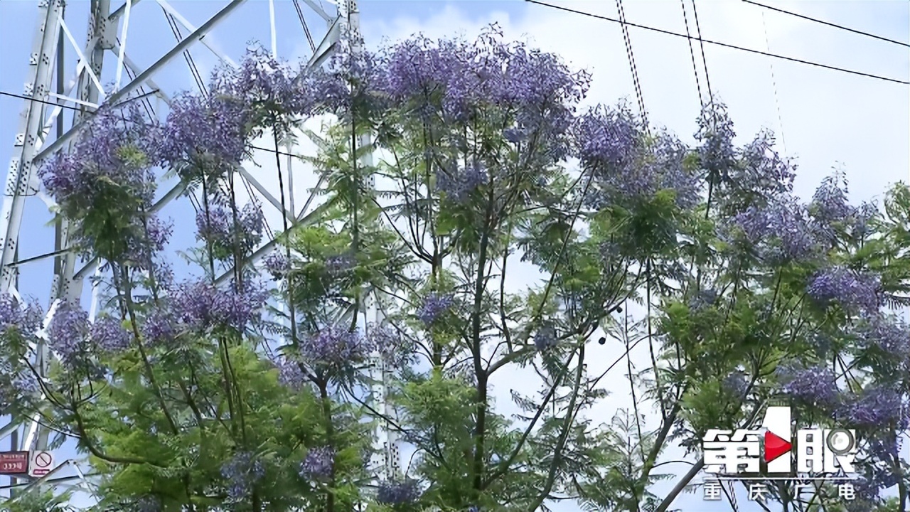 期待已久的三角梅绚丽多彩,街边的红紫三角梅艳丽开放