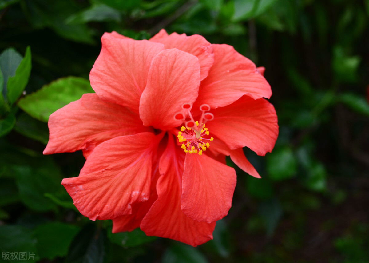 寓意多财好运的花,寓意兴旺发财财源茂盛的花