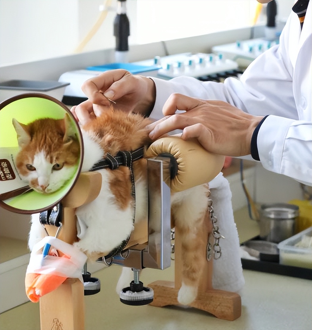 给狗做针灸的视频,带狗去针灸