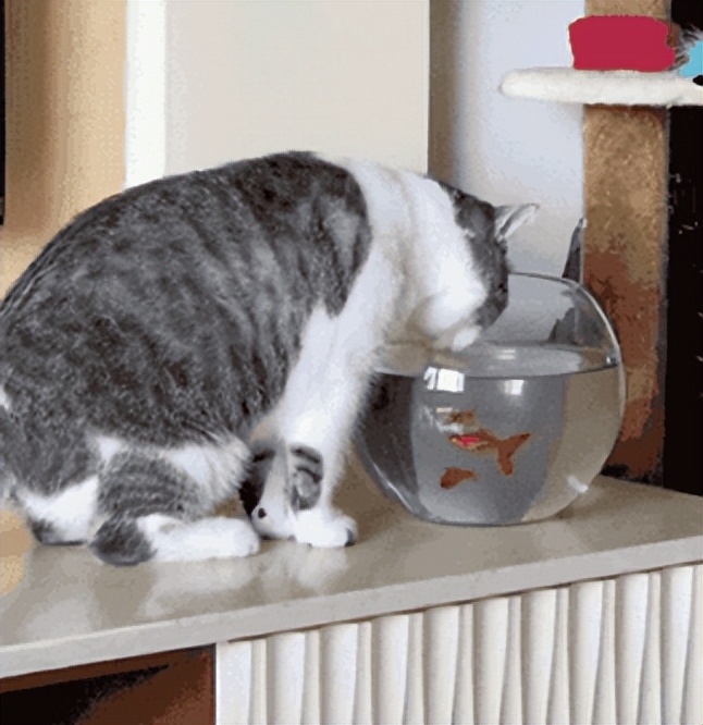 猫咪脚爪骨折能自愈吗需要多久,猫咪骨折脚能落地