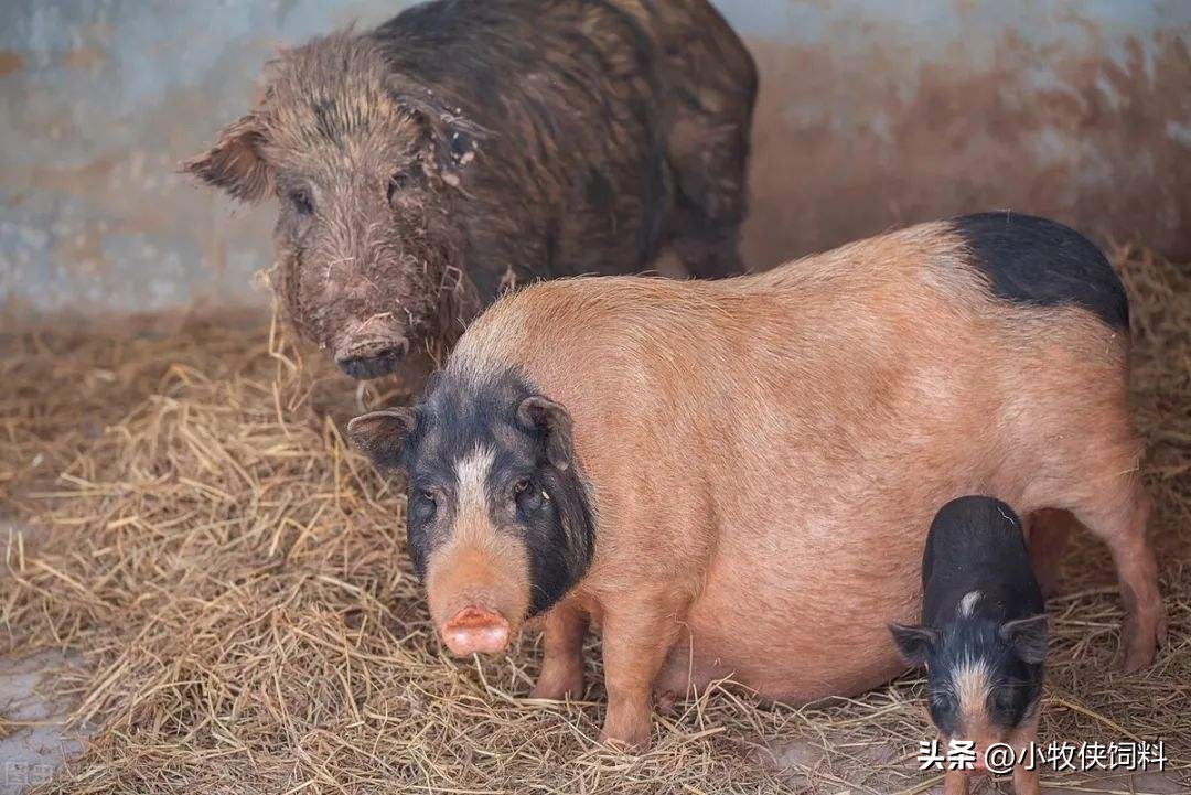 母猪脱宫的治疗,母猪脱肛脱宫处理方法