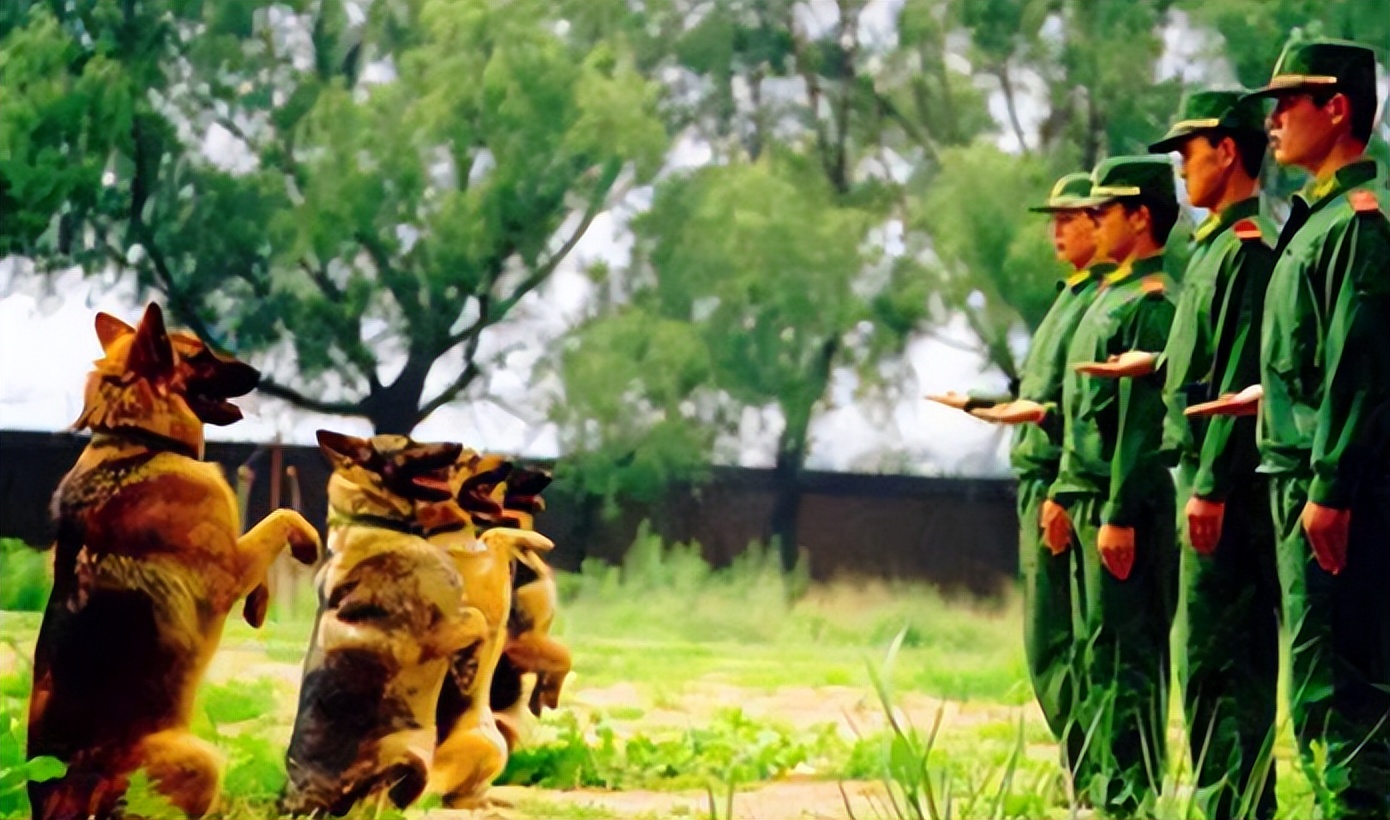 警犬工资一万八真的假的,警犬一月工资