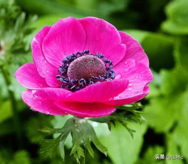 鲜花五彩缤纷争奇斗艳,最美鲜花一年四季都在争艳怒放