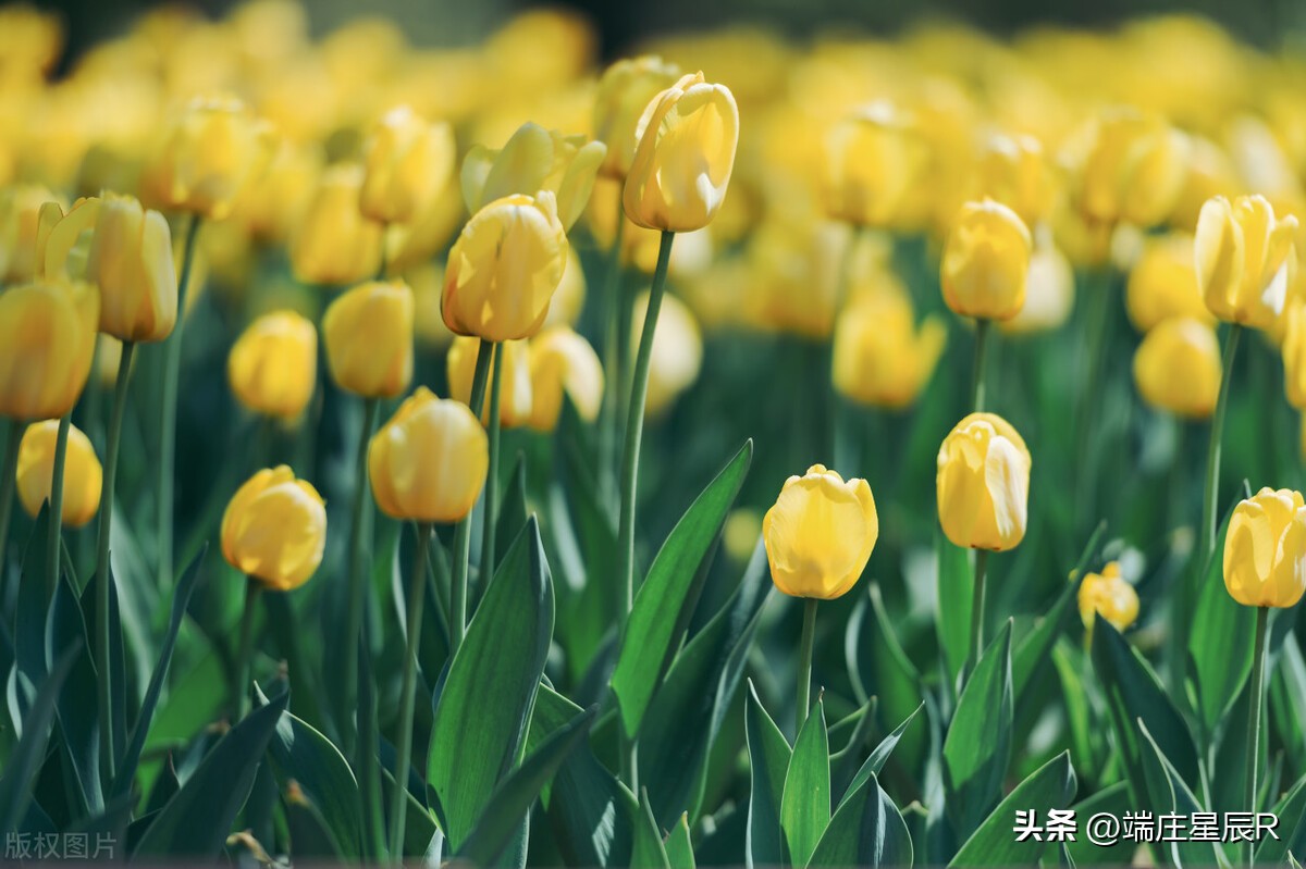 一定不要错过郁金香开花的季节,郁金香鲜花什么季节有