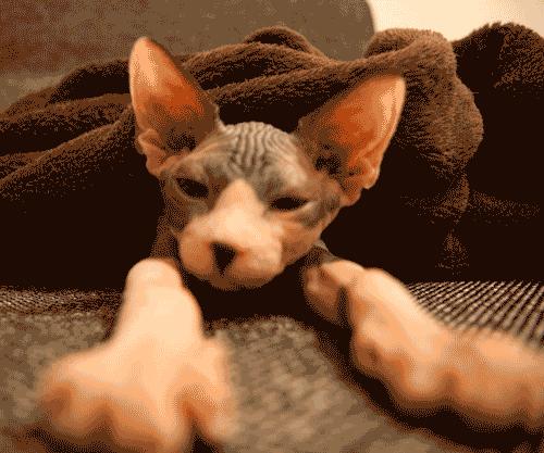 养了就想扔掉的五种猫请谨慎饲养,千万别养这种猫会毁掉你的生活