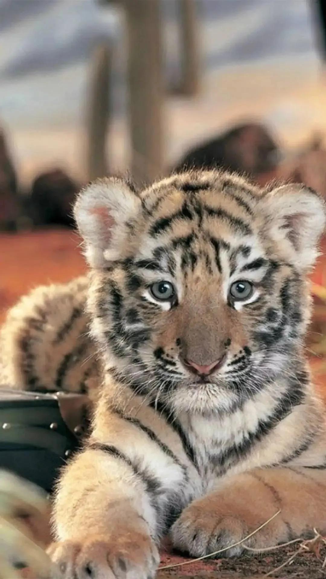 戏说老虎图文杂汇