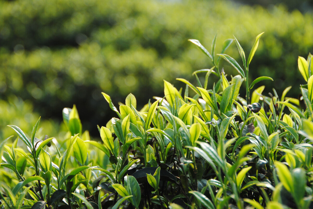 贵州龙井茶哪家强,西湖龙井与贵州绿茶价格区间