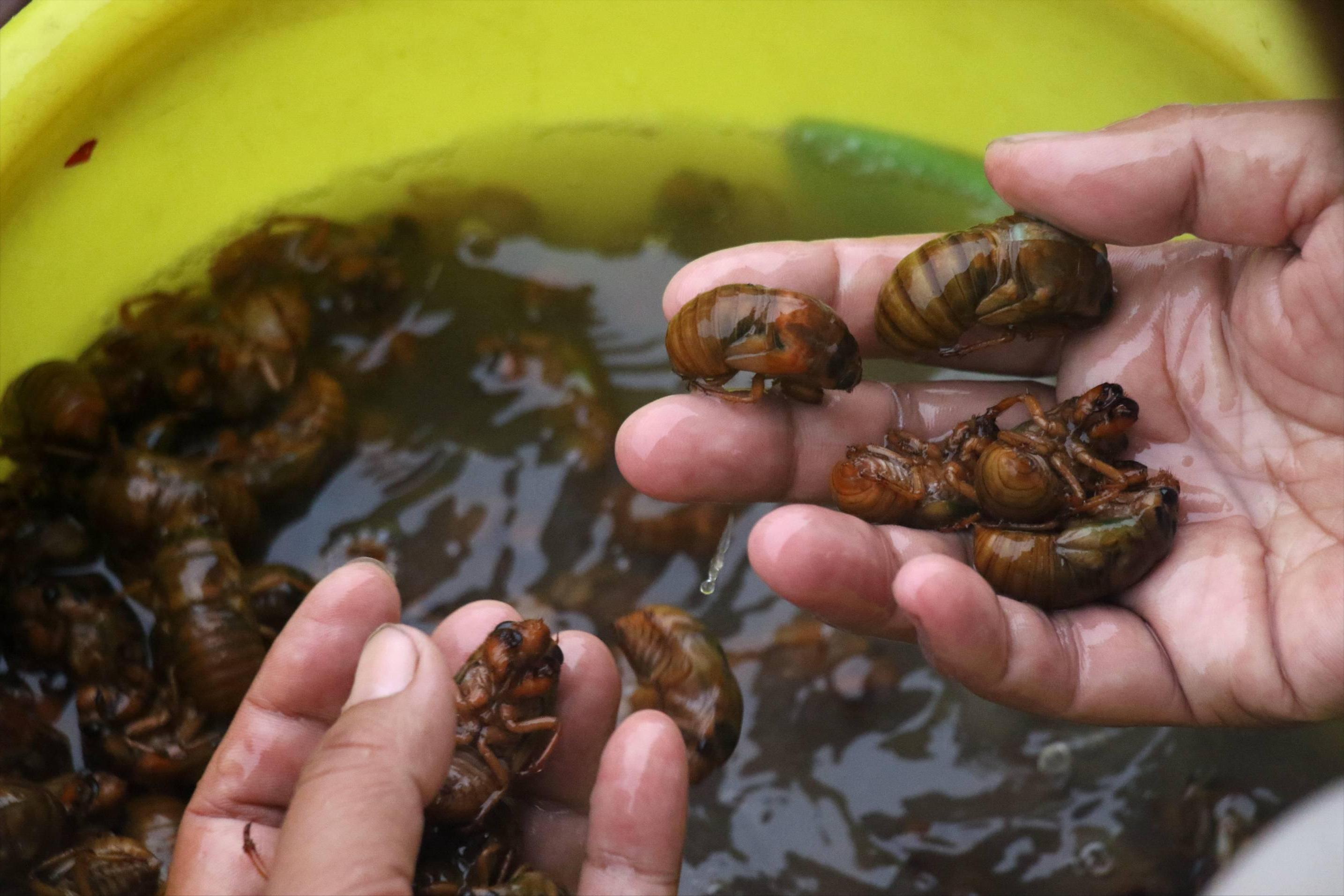 养殖金蝉10亩能挣多少钱,养殖金蝉真实利润