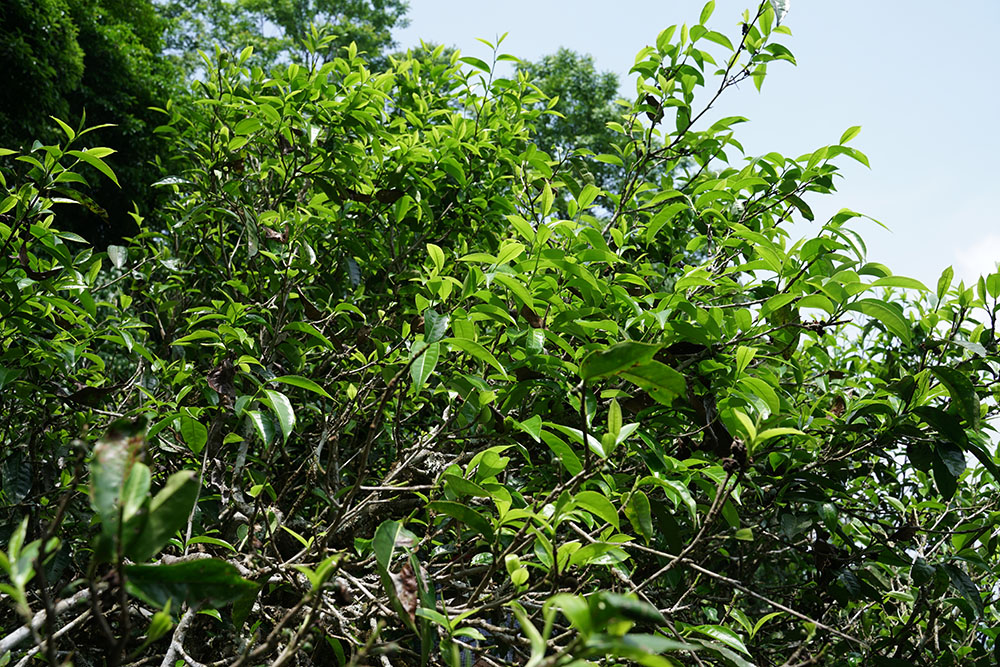 南糯山上的普洱茶香，云雾缭绕适宜古茶树生长