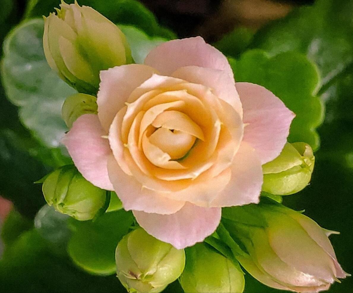 耐旱的花秋冬需要少浇水吧,这6种花就喜欢水多越浇越爆盆