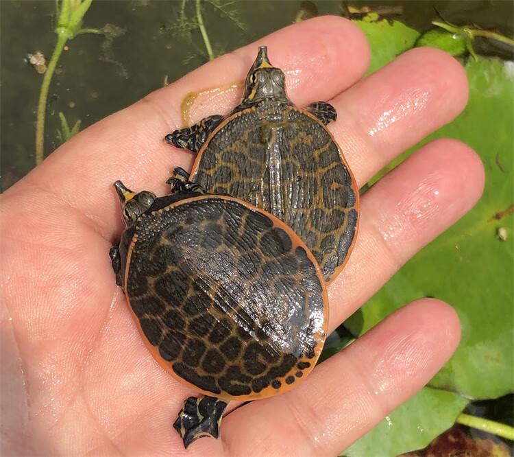 美国不明物种入侵了吗,美国物种入侵中国