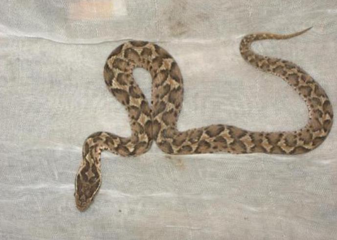 在野外遇到毒蛇怎么办,在野外遇到蟒蛇该怎么办